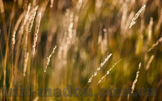 糖心app苹果版免费-解密苹果系统的糖心app，无偿体验的甜味秘密